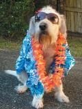 Getting into the Hawaiian mood